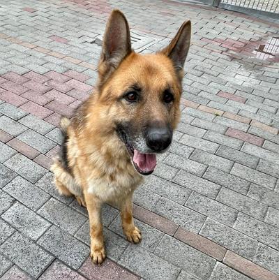 Ramos Pastore Tedesco