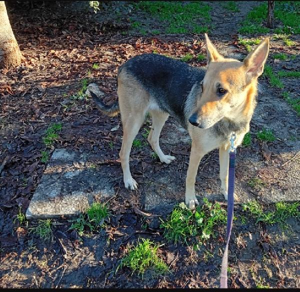 Luna Pastorina 5Anni Salvata Dall Albania.bologna