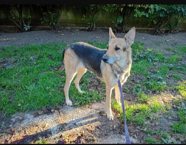 Luna pastorina 5anni salvata dall Albania.BOLOGNA Foto 2