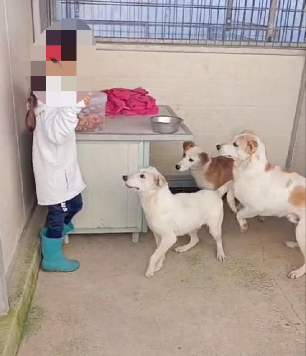 Oipe: docile e socievole. Taglia contenuta Foto 10