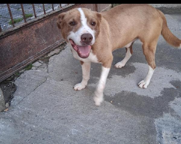 Ciro 8Mesi Simil Amstaff Mollato Con Una Corda Al Collo.siracusa