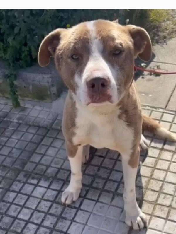 Ciro 8mesi simil Amstaff mollato con una corda al collo.SIRACUSA Foto 2