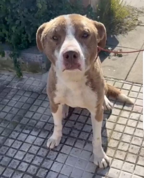 Ciro 8mesi simil Amstaff mollato con una corda al collo.SIRACUSA Foto 3