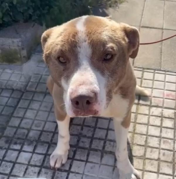 Ciro 8mesi simil Amstaff mollato con una corda al collo.SIRACUSA Foto 4