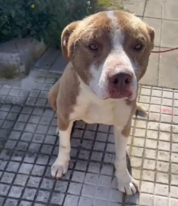 Ciro 8mesi simil Amstaff mollato con una corda al collo.SIRACUSA Foto 5