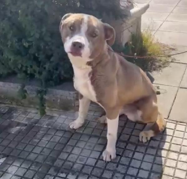 Ciro 8mesi simil Amstaff mollato con una corda al collo.SIRACUSA Foto 6