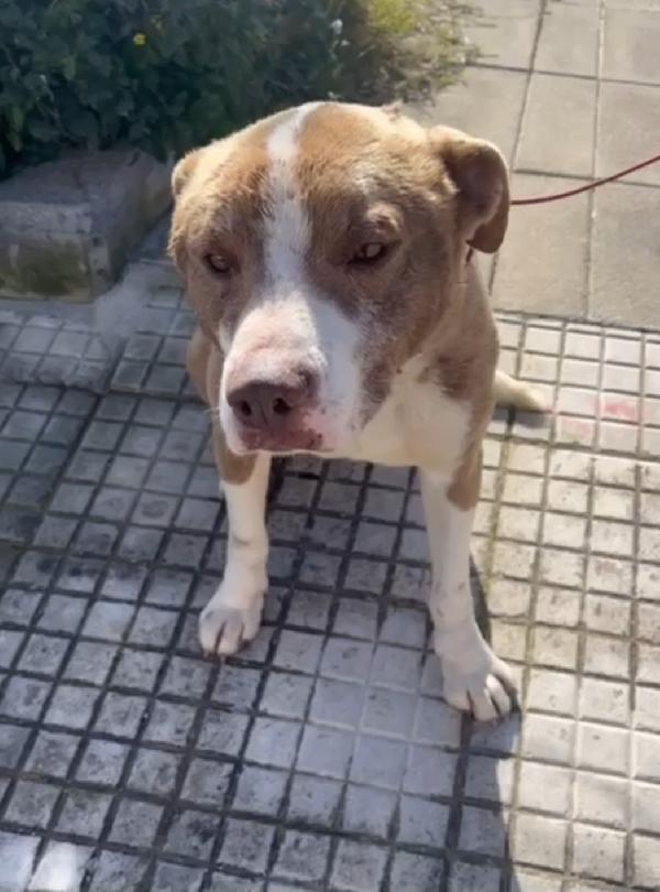 Ciro 8mesi simil Amstaff mollato con una corda al collo.SIRACUSA Foto 7