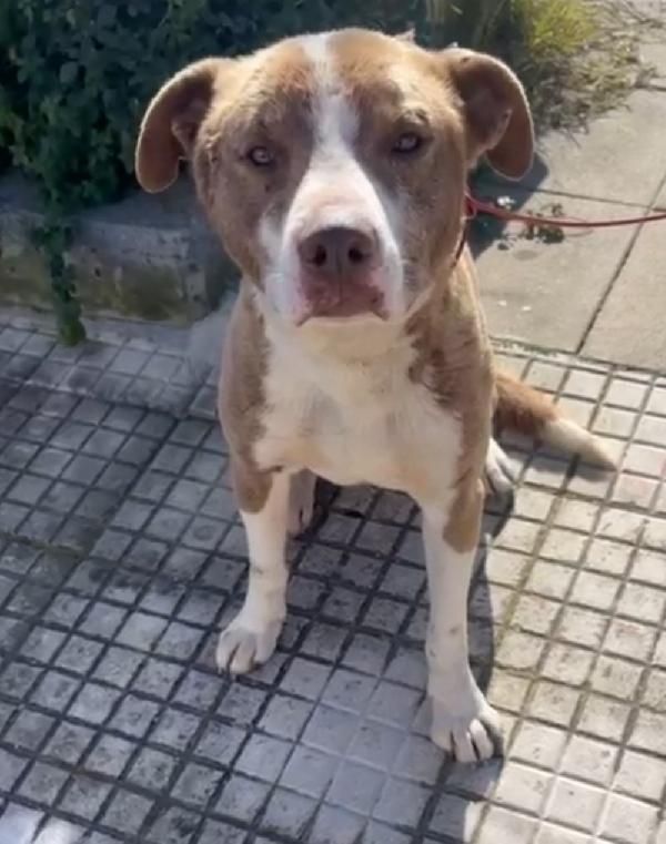 Ciro 8mesi simil Amstaff mollato con una corda al collo.SIRACUSA Foto 8