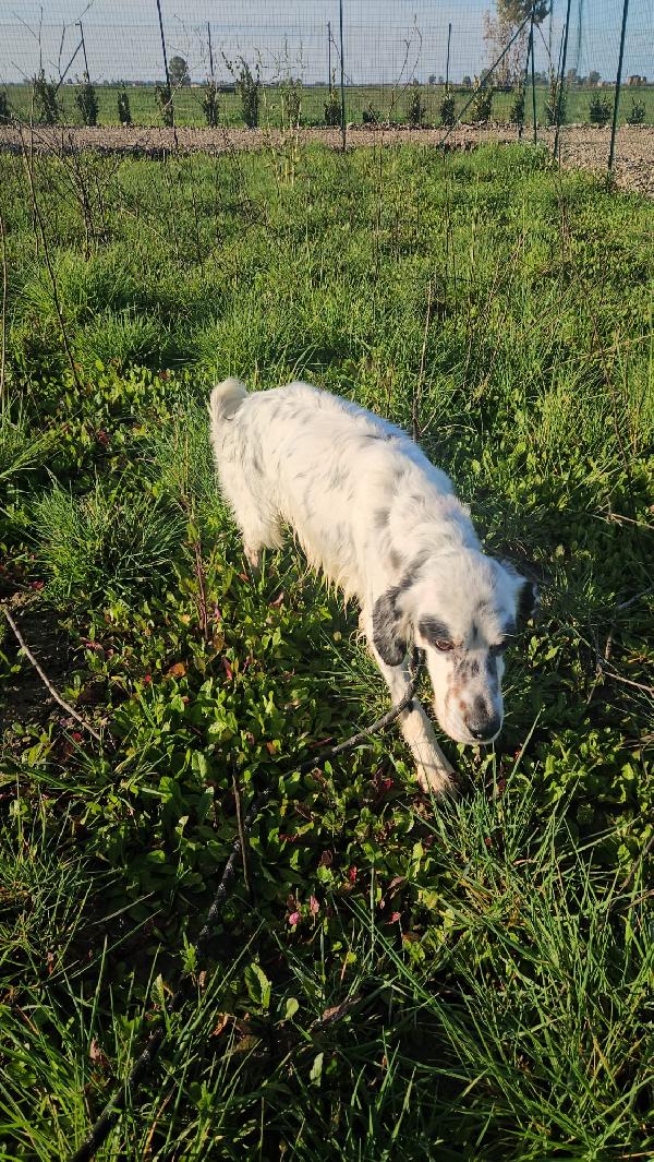 Zeus splendido setter inglese cerca famiglia  Foto 2