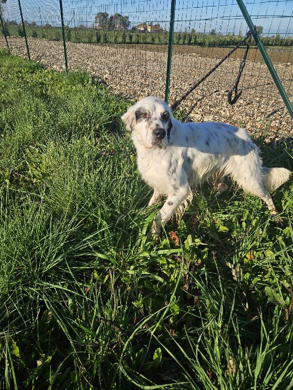 Zeus splendido setter inglese cerca famiglia  Foto 3