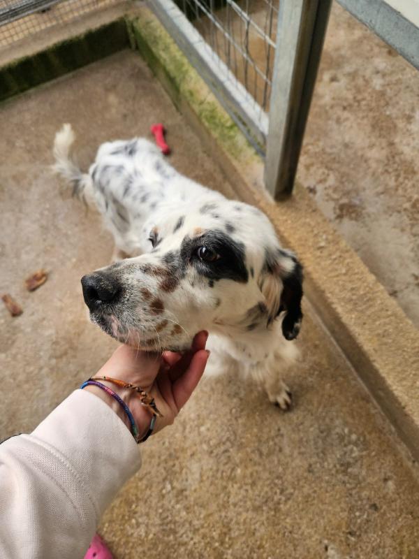 Zeus splendido setter inglese cerca famiglia  Foto 5