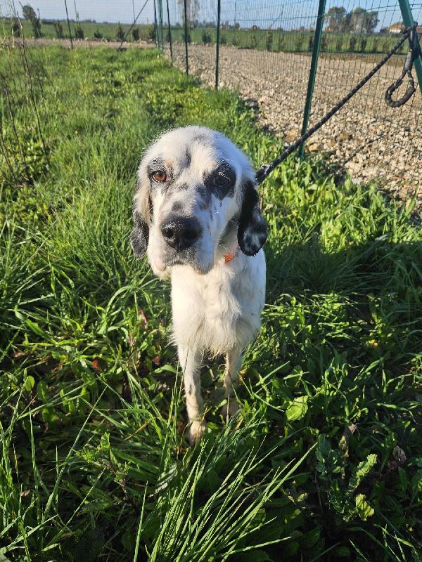 Zeus splendido setter inglese cerca famiglia  Foto 7