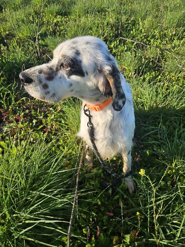 Zeus splendido setter inglese cerca famiglia  Foto 8