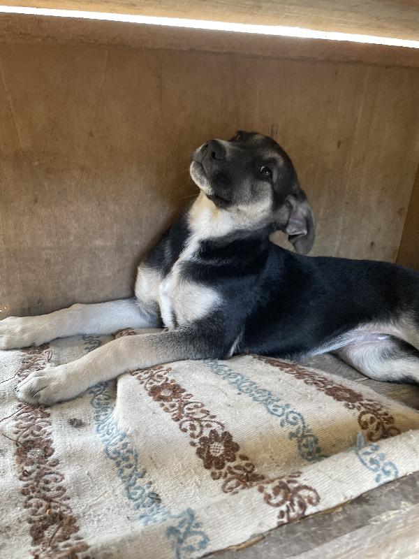 Lola Cucciola In Cerca Di Casa 