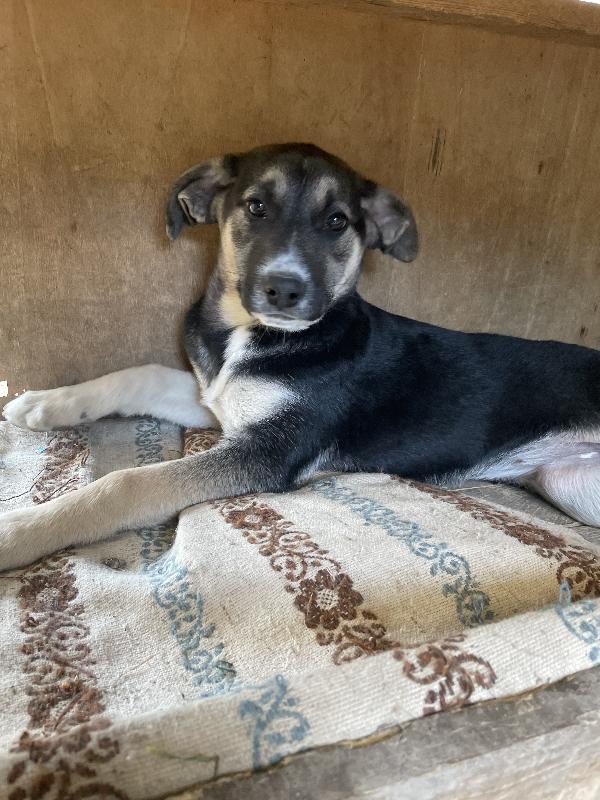 Lola cucciola in cerca di casa  Foto 2