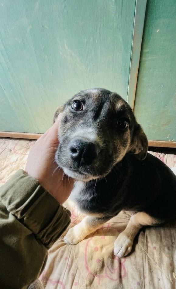 Lola cucciola in cerca di casa  Foto 4