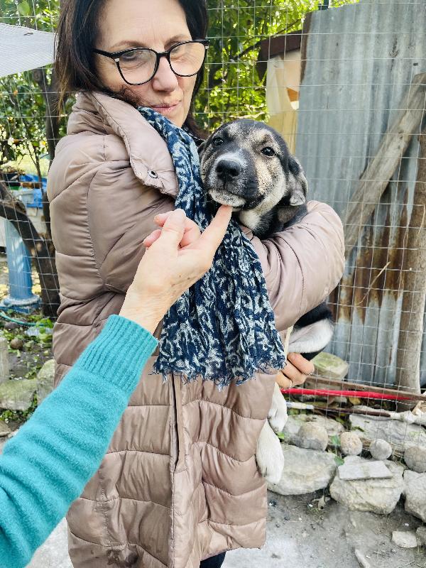 Lola cucciola in cerca di casa  Foto 6