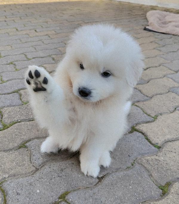 Una Mamma Per Mennie