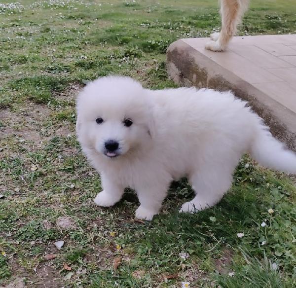 UNA MAMMA PER MENNIE Foto 2