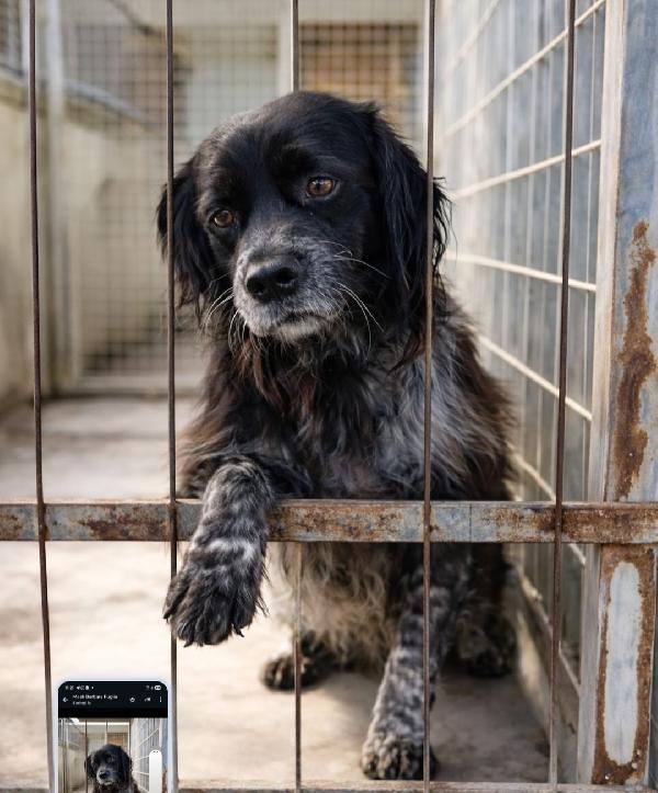 Breton 3Anni Salvato 2Anni Fa,In Canile Puglia