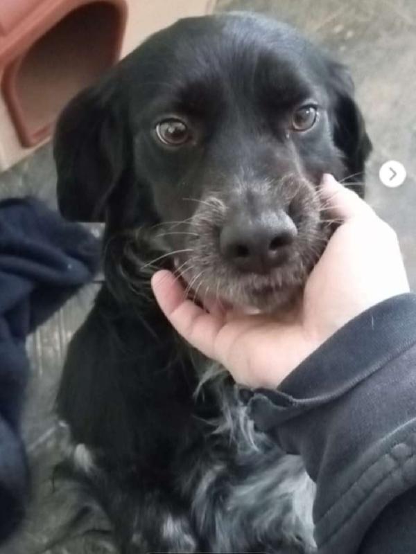 Breton 3anni salvato 2anni fa,in canile PUGLIA Foto 2