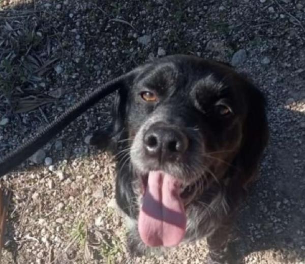 Breton 3anni salvato 2anni fa,in canile PUGLIA Foto 3
