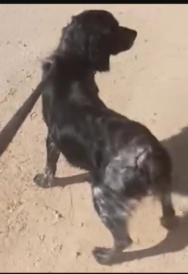 Breton 3anni salvato 2anni fa,in canile PUGLIA Foto 4