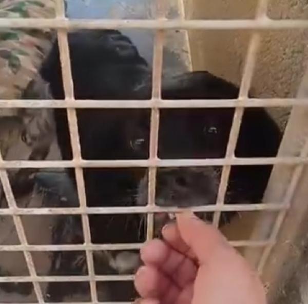 Breton 3anni salvato 2anni fa,in canile PUGLIA Foto 5