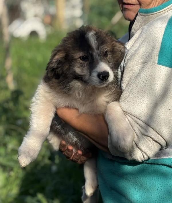 Cesare dolce cucciolo maschio cerca casa - 2 mesi e mezzo - in adozione Foto 2