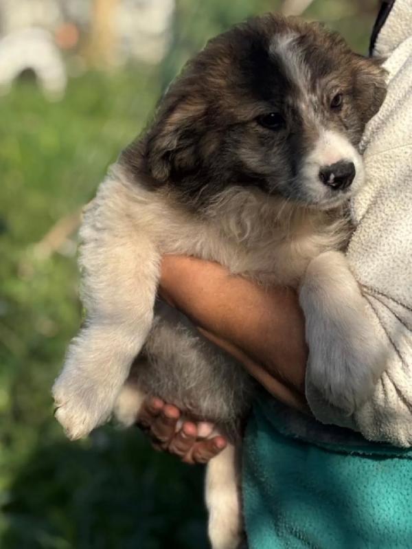 Cesare dolce cucciolo maschio cerca casa - 2 mesi e mezzo - in adozione Foto 3