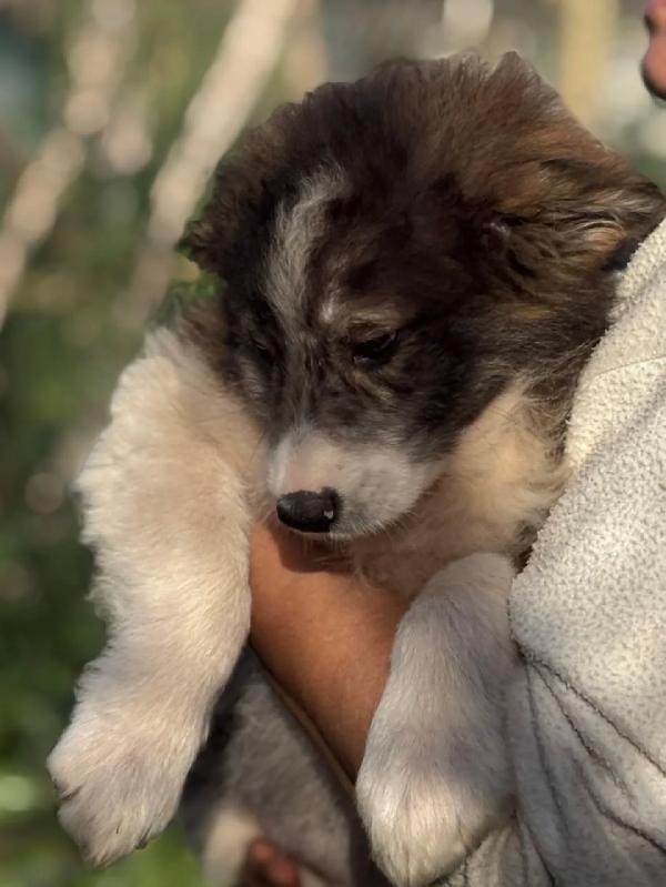 Cesare dolce cucciolo maschio cerca casa - 2 mesi e mezzo - in adozione Foto 4