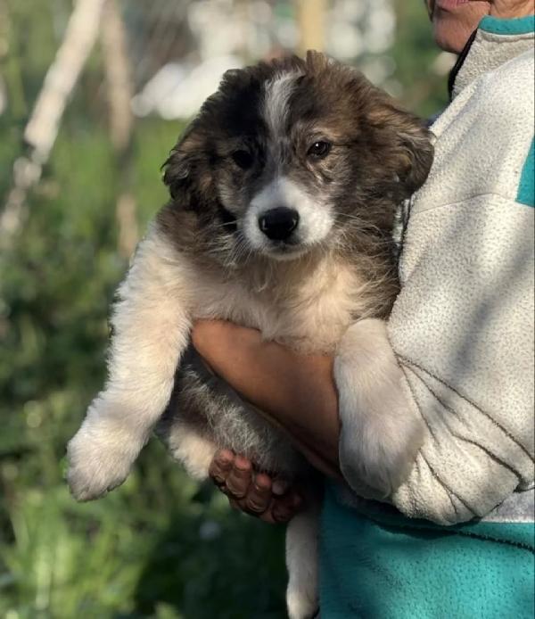 Cesare dolce cucciolo maschio cerca casa - 2 mesi e mezzo - in adozione Foto 5