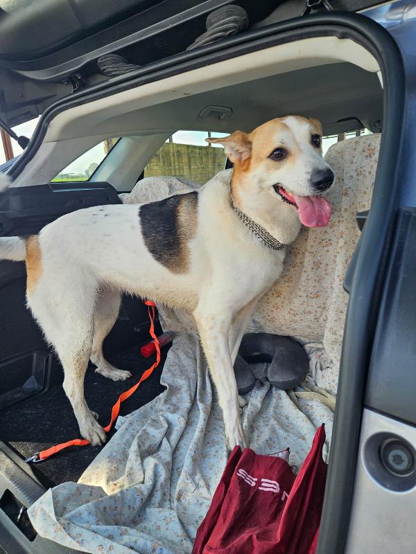 India Cerca Nuova Famiglia: Piange Disperata. Urgente