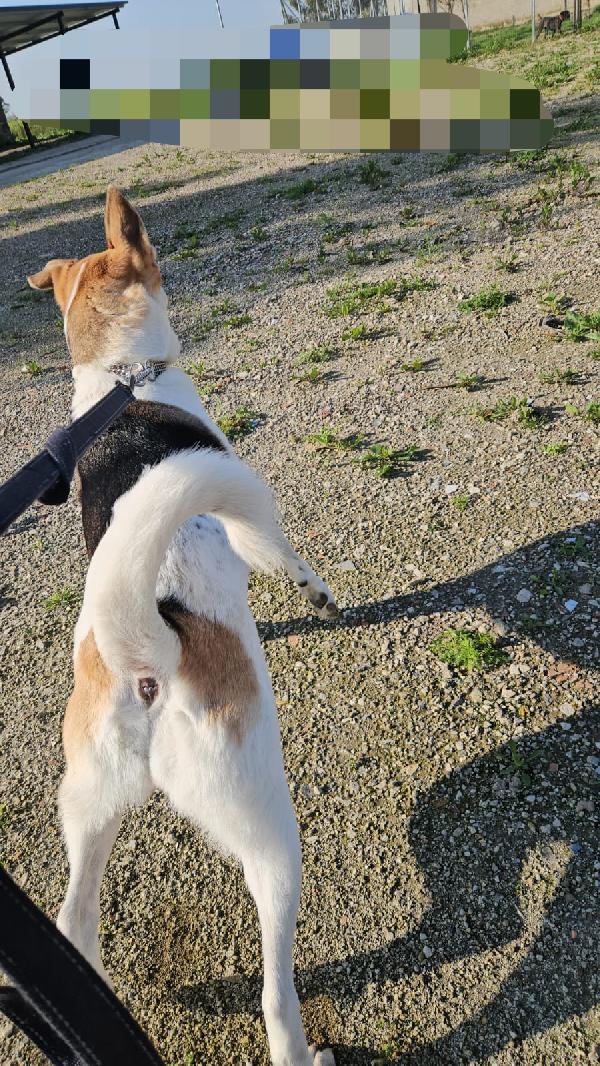 INDIA CERCA NUOVA FAMIGLIA: PIANGE DISPERATA. URGENTE Foto 2