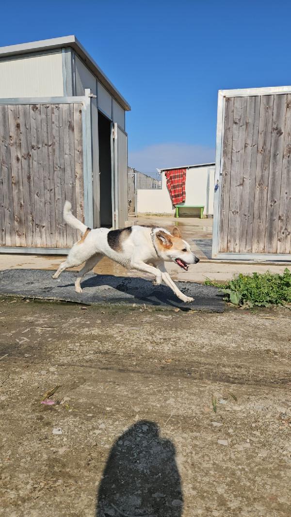 INDIA CERCA NUOVA FAMIGLIA: PIANGE DISPERATA. URGENTE Foto 3