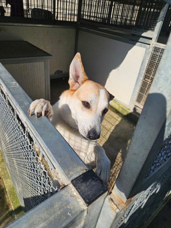 INDIA CERCA NUOVA FAMIGLIA: PIANGE DISPERATA. URGENTE Foto 8