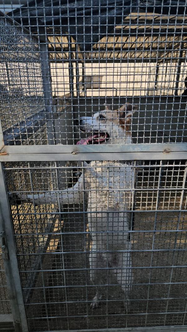 INDIA CERCA NUOVA FAMIGLIA: PIANGE DISPERATA. URGENTE Foto 10