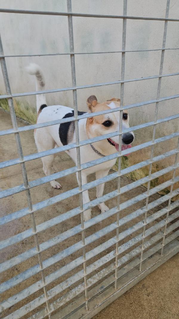 INDIA CERCA NUOVA FAMIGLIA: PIANGE DISPERATA. URGENTE Foto 12