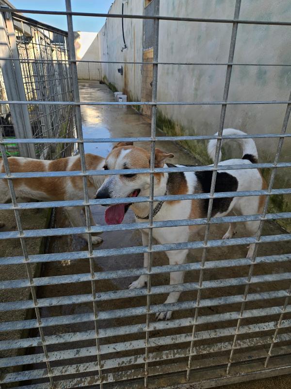 INDIA CERCA NUOVA FAMIGLIA: PIANGE DISPERATA. URGENTE Foto 11