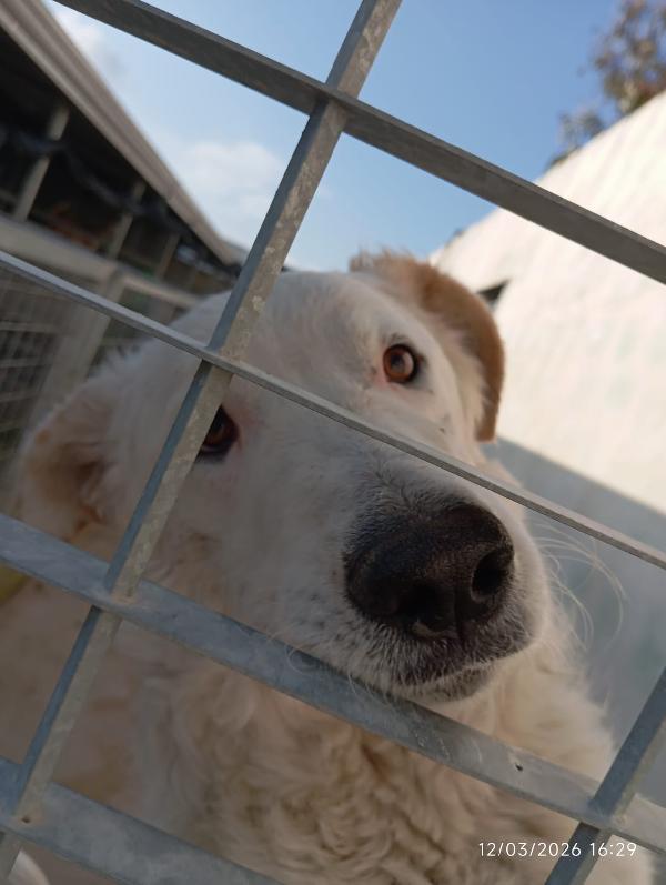 Ugo: 1 anno, taglia grande, socievole e affettuoso  Foto 9