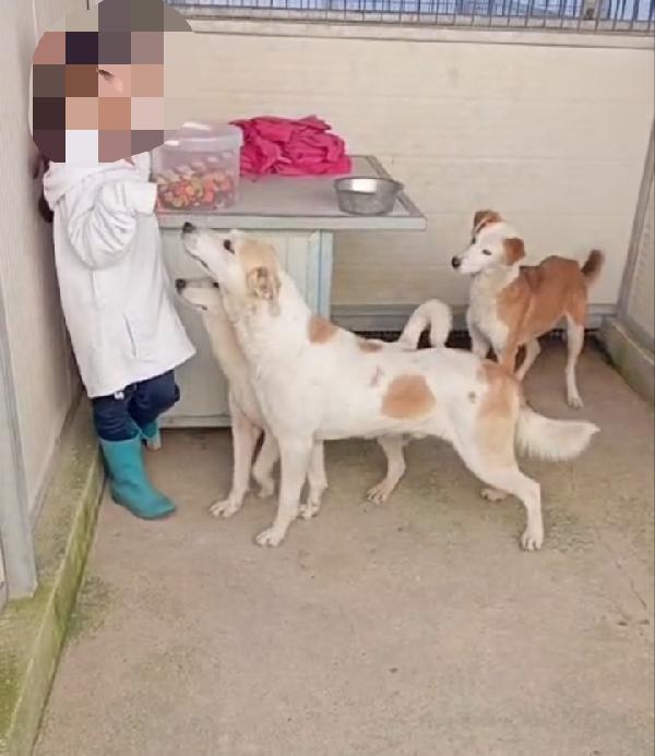 Gerry: equilibrato, docile, socievole  Foto 7