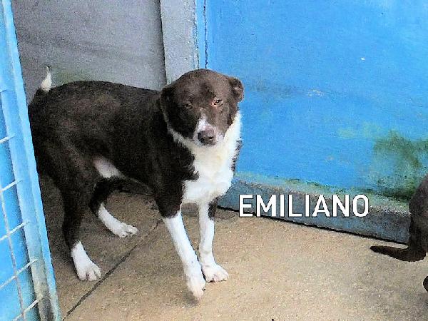 Emiliano buono e affettuoso Foto 4