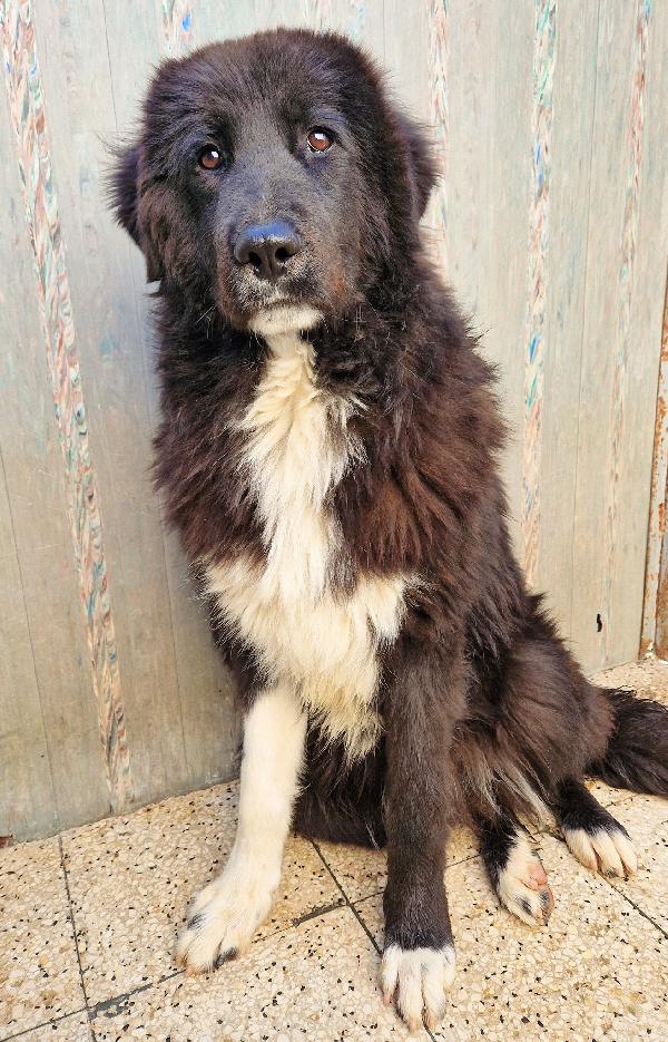 CHIAMA PER QUEGLI OCCHIONI TRISTI.MAX,ADOTTABILE IN TUTTA ITALIA! Foto 2