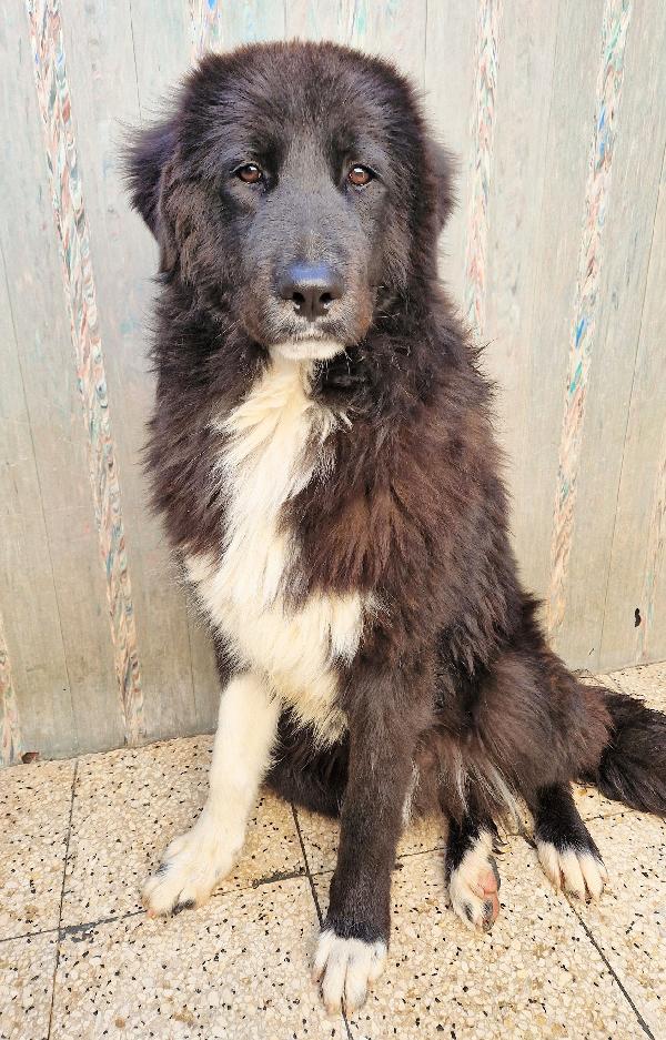 CHIAMA PER QUEGLI OCCHIONI TRISTI.MAX,ADOTTABILE IN TUTTA ITALIA! Foto 3