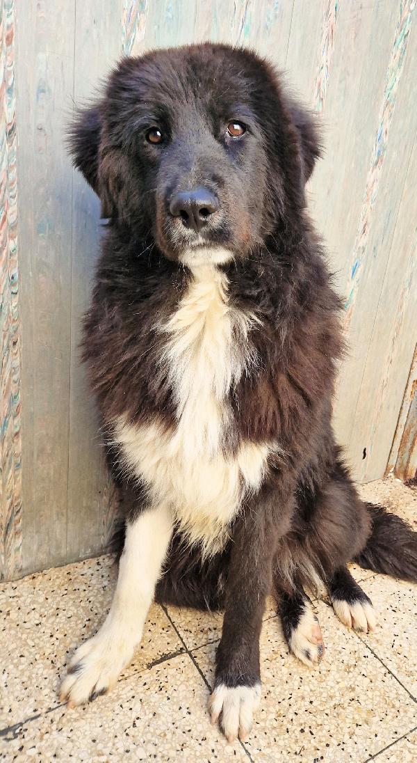 CHIAMA PER QUEGLI OCCHIONI TRISTI.MAX,ADOTTABILE IN TUTTA ITALIA! Foto 4