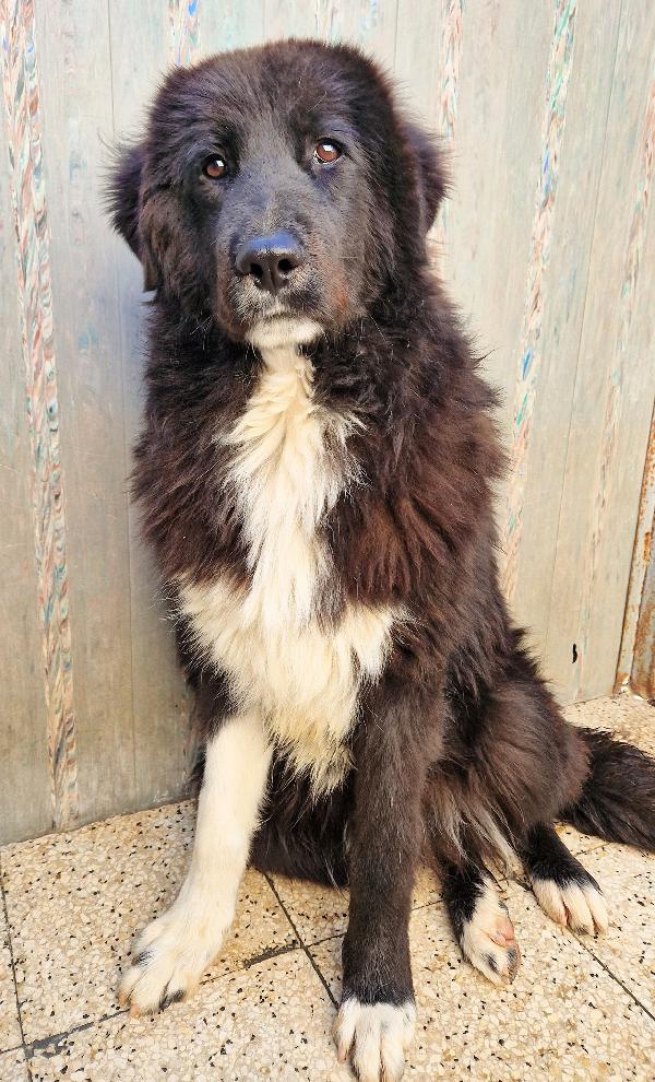CHIAMA PER QUEGLI OCCHIONI TRISTI.MAX,ADOTTABILE IN TUTTA ITALIA! Foto 5