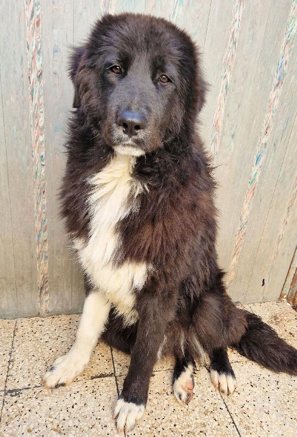 CHIAMA PER QUEGLI OCCHIONI TRISTI.MAX,ADOTTABILE IN TUTTA ITALIA! Foto 7