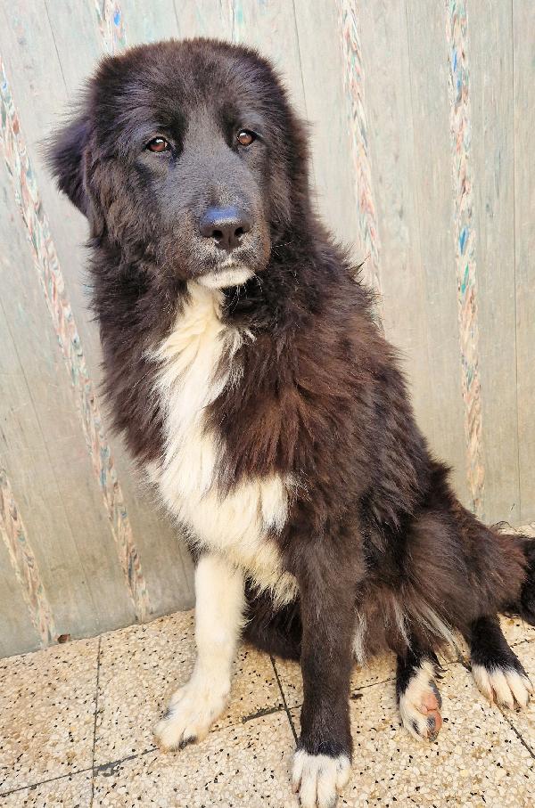 CHIAMA PER QUEGLI OCCHIONI TRISTI.MAX,ADOTTABILE IN TUTTA ITALIA! Foto 9