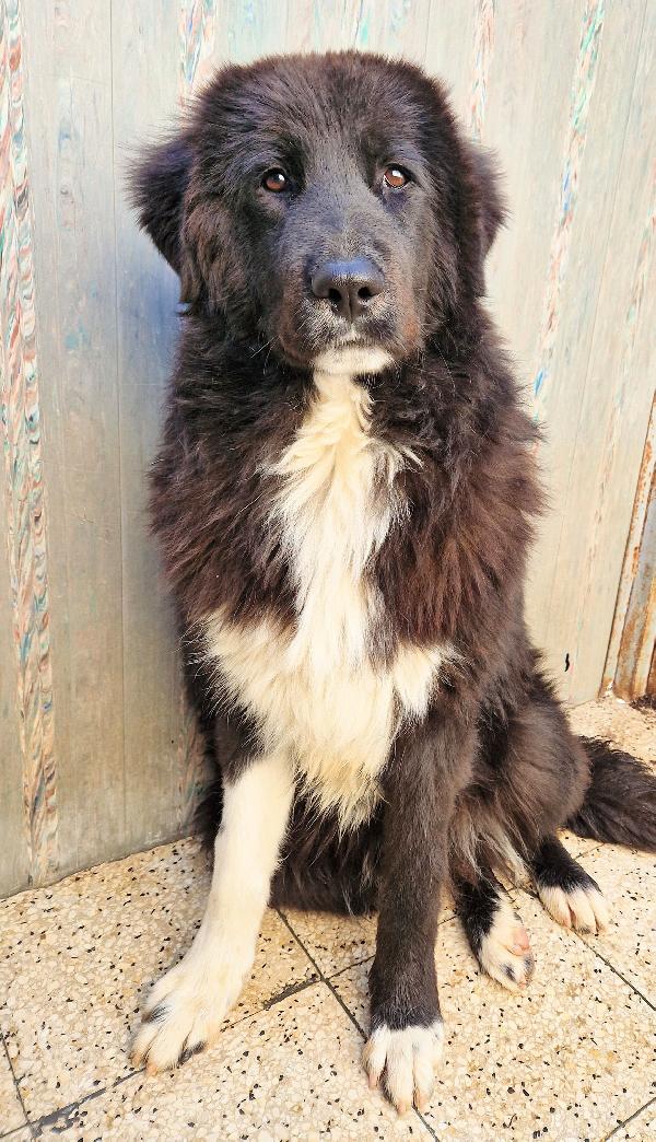 CHIAMA PER QUEGLI OCCHIONI TRISTI.MAX,ADOTTABILE IN TUTTA ITALIA! Foto 12