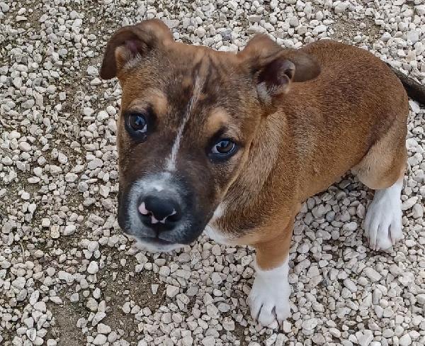 SIMPATICO CUCCIOLOTTO PITT Foto 7